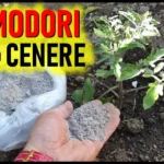 Cosa accade ai pomodori se li concimi con la cenere?