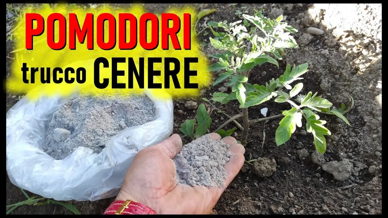 Cosa accade ai pomodori se li concimi con la cenere?