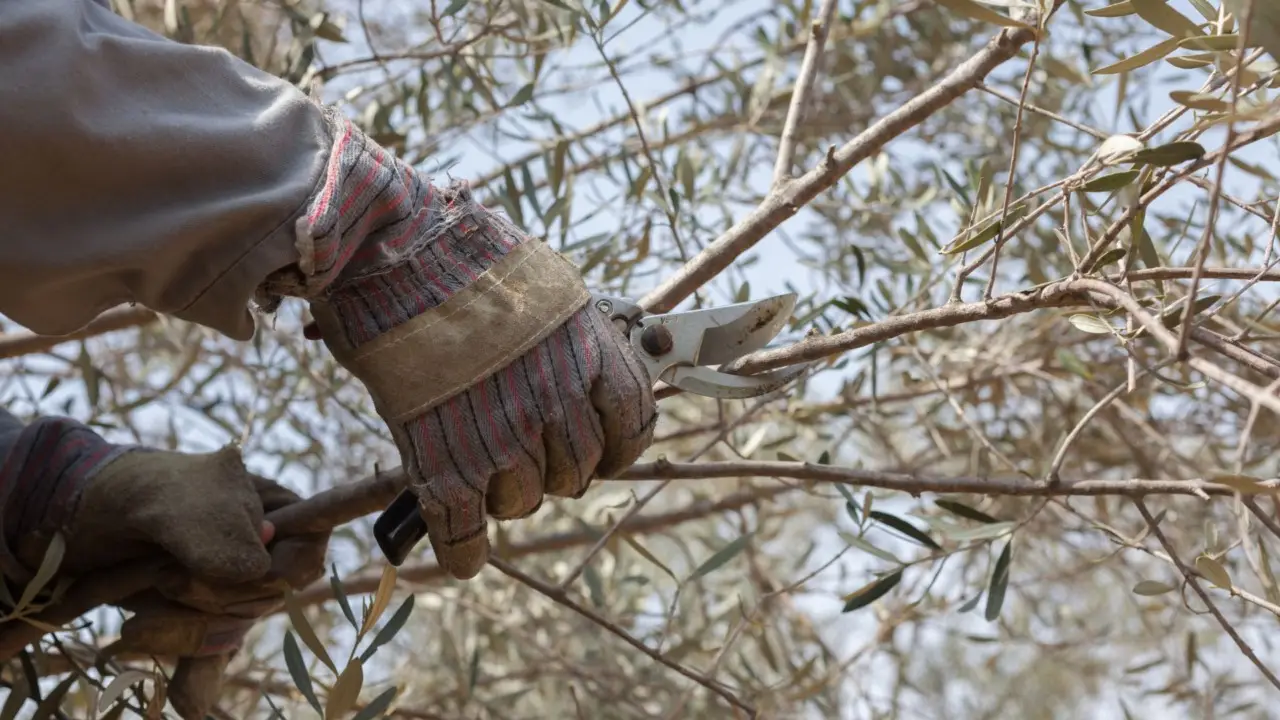 Quando potare l’olivo: i consigli degli esperti